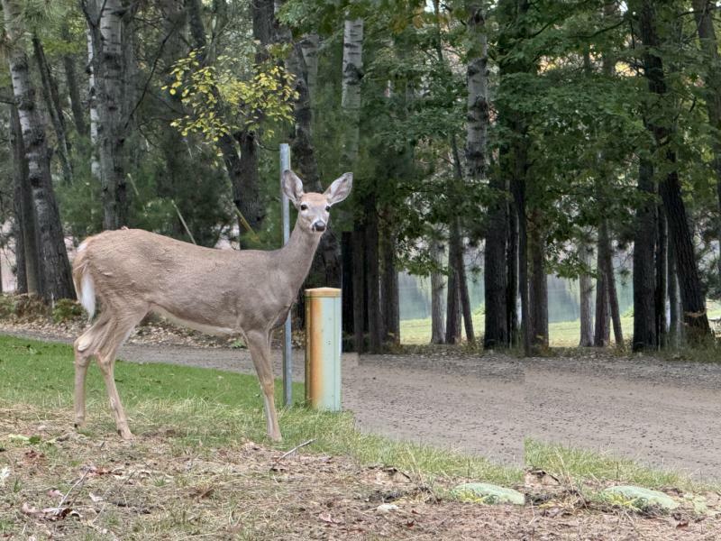 RentalsMLS Rental Additional Image